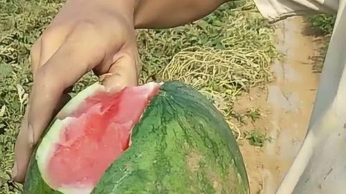 可以剥皮吃的瓜,剥皮瓜果的诱惑之旅