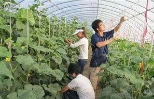 梢头村吃瓜事件,一场引发热议的乡村奇闻