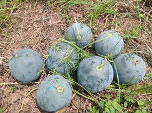 车友群吃瓜吃瓜,揭秘汽车圈的那些事儿