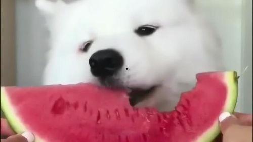 萨摩吃瓜,揭秘狗狗的夏日消暑秘籍