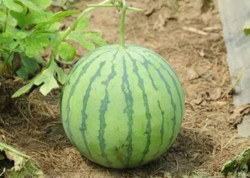 瓜吃皮吗,探寻瓜果的奇妙世界