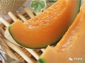 吃瓜的哈蜜瓜,揭秘哈蜜瓜的甜蜜诱惑