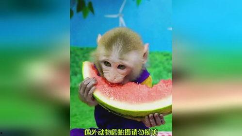 猴吃瓜视频全集,趣味横生的欢乐时光全景回顾