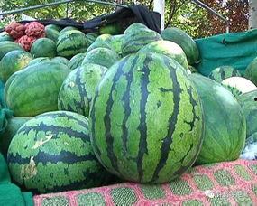 吃瓜要怎么选瓜,如何挑选美味多汁的瓜果