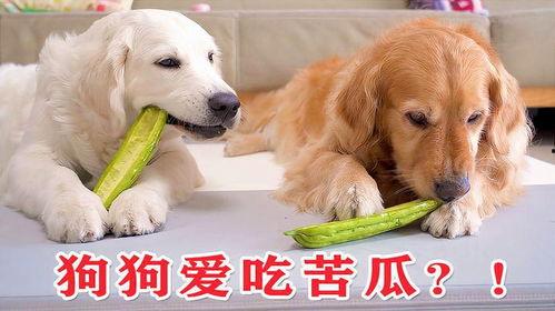 狗狗每天只吃瓜,健康生活新选择