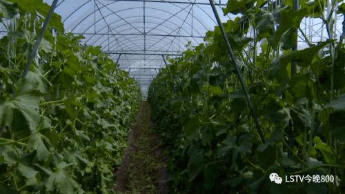 西昌吃瓜gt,一场美食与速度的盛宴