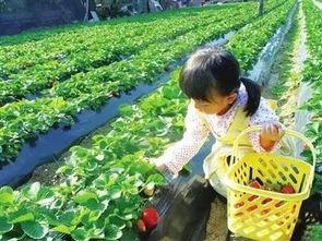 庄河吃瓜草莓种植基地,吃瓜基地里的甜蜜种植传奇