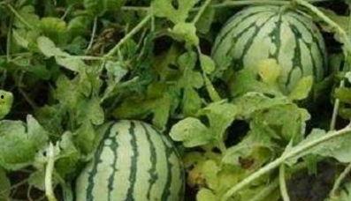 瓜甜不甜吃瓜吃太多,揭秘过度追剧的甜蜜陷阱