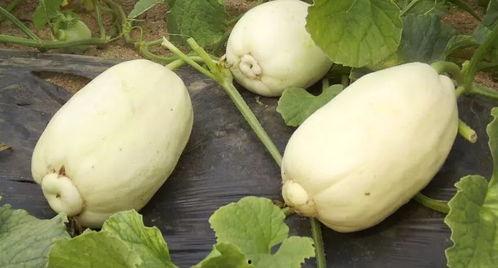 大瓜小瓜吃的菜,一场蔬菜盛宴的味蕾之旅