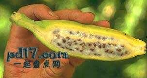 古代基因吃瓜,揭秘先民“吃瓜”背后的健康智慧