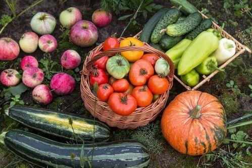 为什么吃瓜要叫沙瓜,揭秘“吃瓜”一词的由来与演变