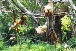 猴吃瓜视频全集,趣味横生的欢乐时光全景回顾