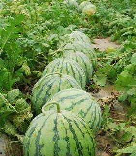 通辽那日苏吃瓜,一场吃瓜盛宴背后的故事