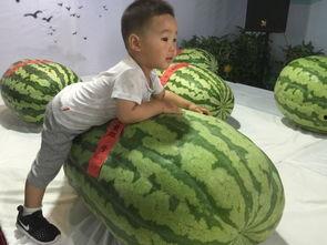 濮阳吃瓜事件,一场网络舆论的风暴与反思