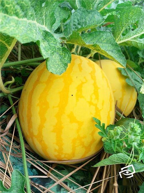 关于吃瓜的简介,揭秘吃瓜群众的趣味生活与社交现象