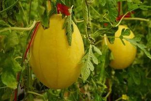 资源吃瓜群,揭秘网络社交圈的趣味与争议