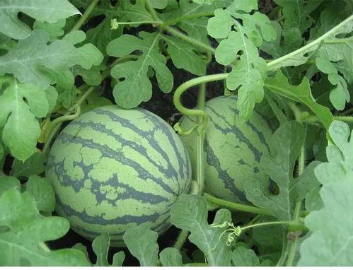 硬核软莓吃瓜,揭秘吃瓜界的神秘力量