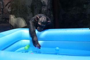 吃瓜大姐像猩猩,一场跨越物种的趣味对决