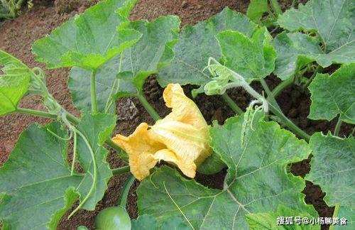 只吃叶子的瓜是什么瓜,揭秘只吃叶子的神奇瓜类