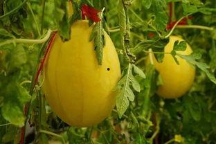 淄川吃瓜群,揭秘网络社交圈的趣味与争议