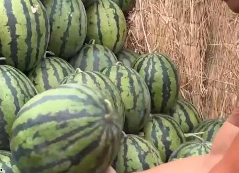 成大事吃瓜,揭秘成功背后的“吃瓜”智慧