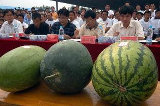 亳州最新吃瓜新闻,揭秘本地热点事件背后的真相