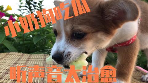 吃瓜狗主人,揭秘吃瓜狗主人的趣味生活