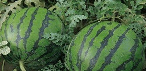 吃瓜从哪来的,从民间传说到流行文化的演变