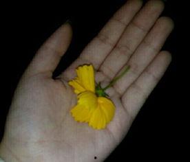 国产吃瓜视频素材,揭秘娱乐圈幕后故事