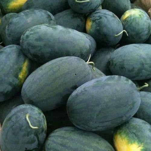 江瓜可以吃吗,美味可口的天然美食探索