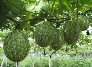 河里吃瓜的图片,夏日河畔的悠闲时光