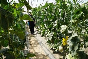 北湖的吃瓜视频