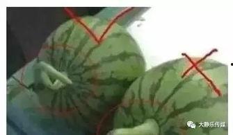 神池吃瓜,揭秘网络热点的背后故事
