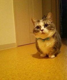 短腿猫吃瓜